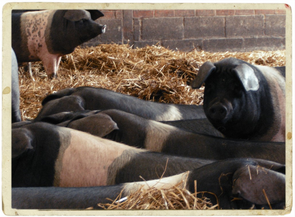 pigs farm shop produce