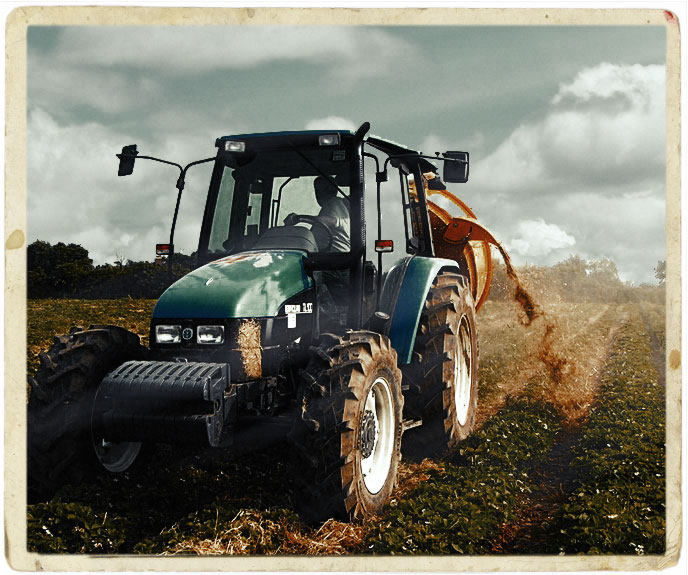 planting-strawberries-farm-produce
