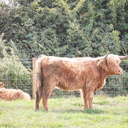 Adopt a Highland Cow