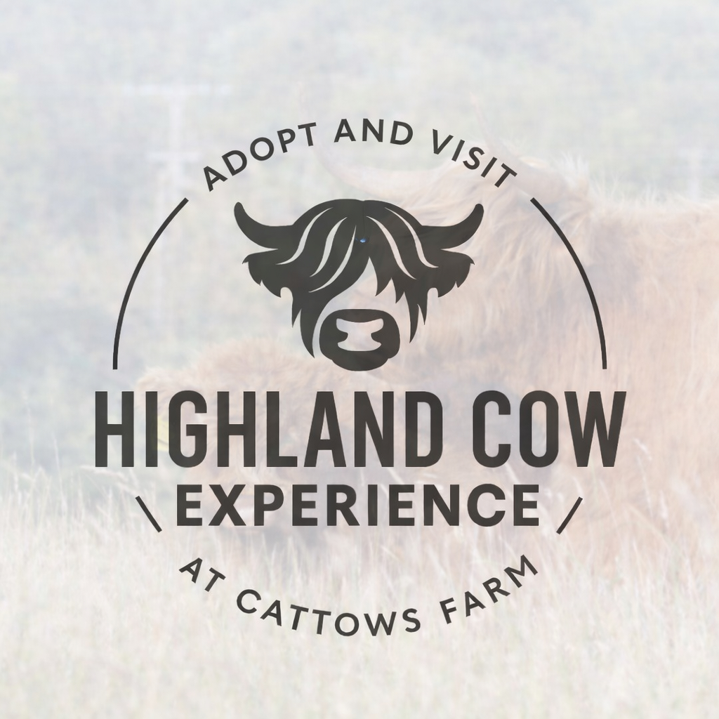 Adopt and Meet a Highland Cow