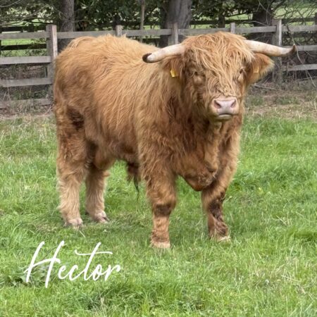 Adopt Hector