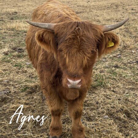 Adopt Agnes