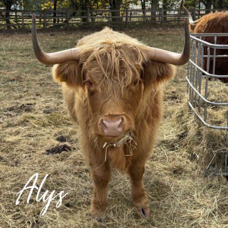 Adopt Alys