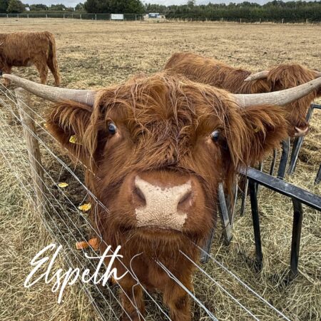 Adopt Elspeth