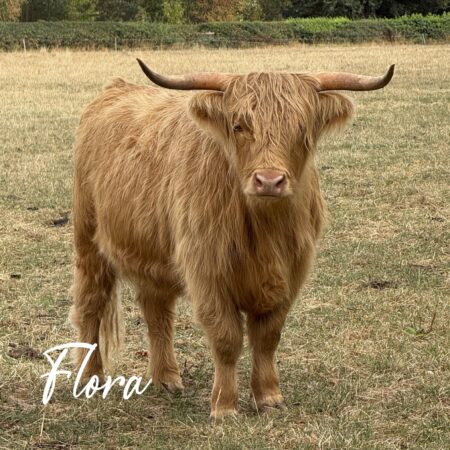 Adopt Flora