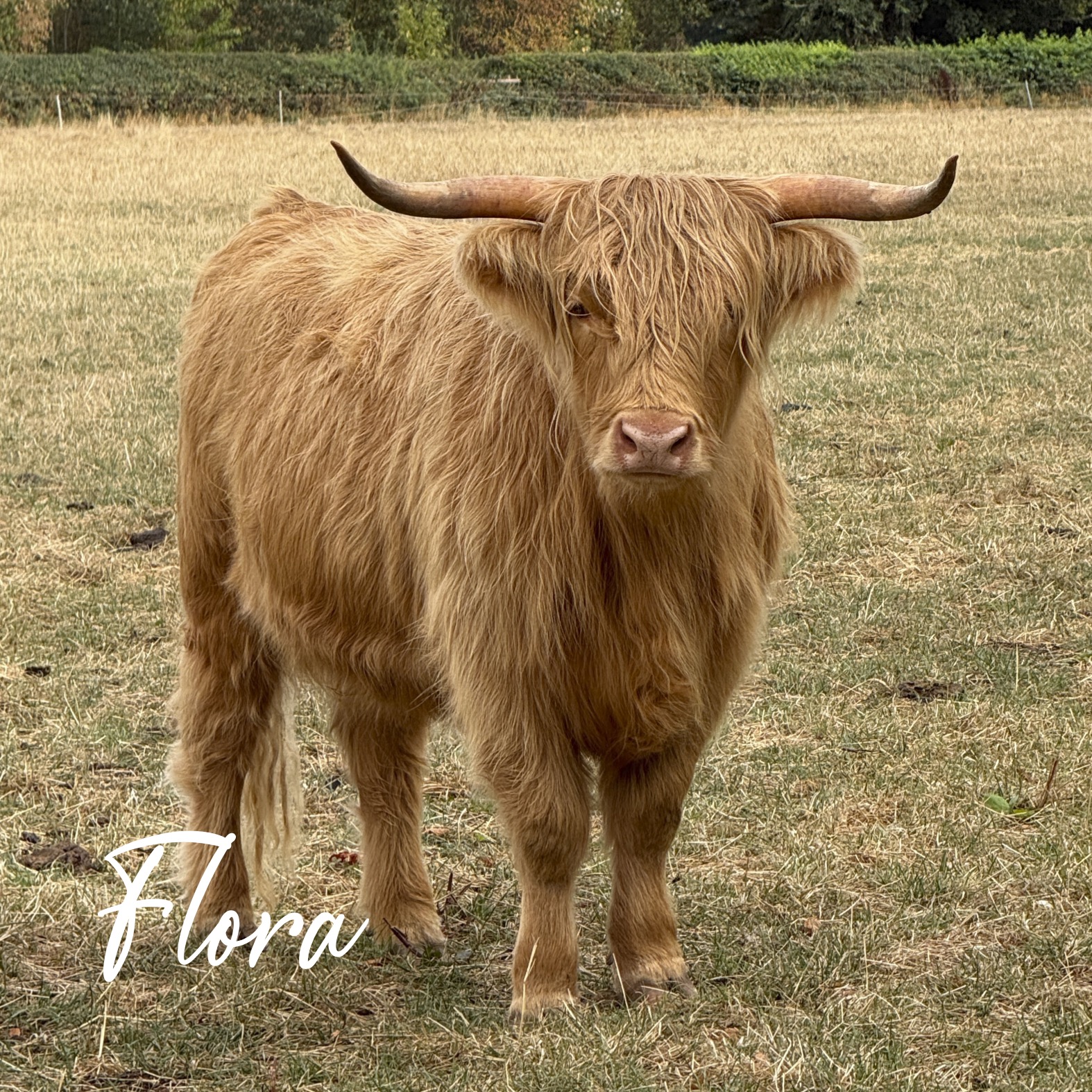 Adopt Flora