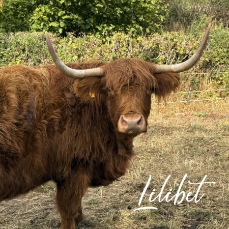 Adopt Lilibet (HRH)