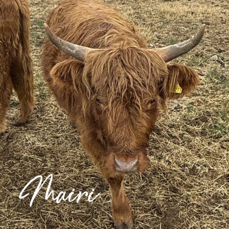Adopt Mairi (Mary)