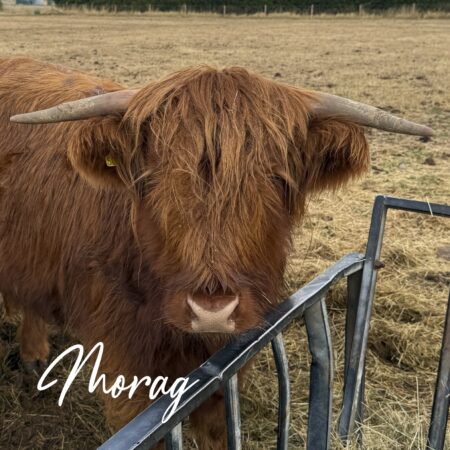 Adopt Morag
