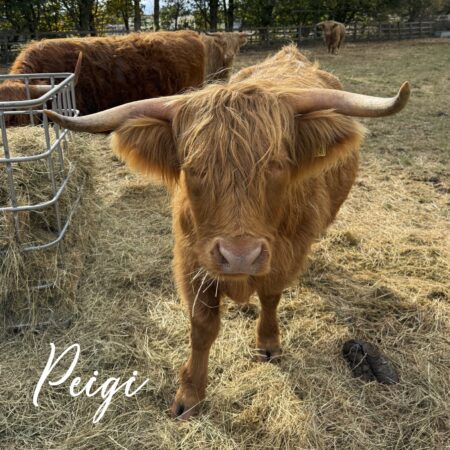 Adopt Peigi (Peggy)